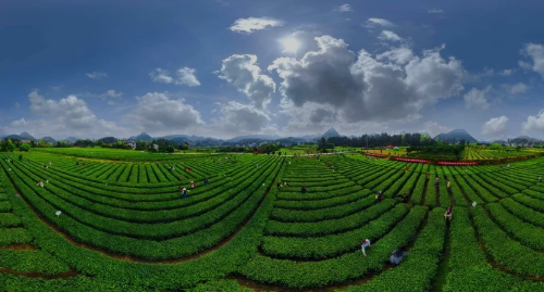 茶叶肥料机械深施技术 - 重庆农业技术推广信息网
