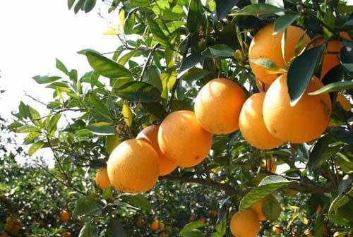 提高脐橙树的防寒抗冻能力 - 重庆农业技术推广信息网